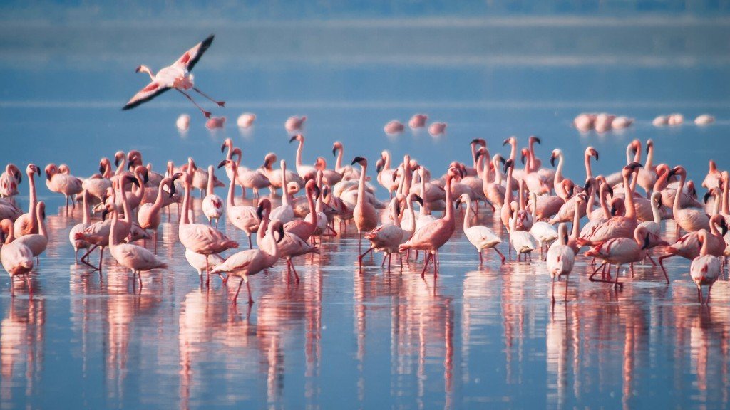 Flocks of flamingos on the shallow waters of Lake Manyara